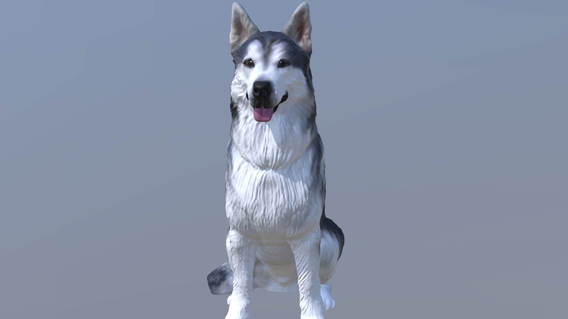 1811013- Halli- Siberian Husky - 3D model by Arty Lobster - Pet ...