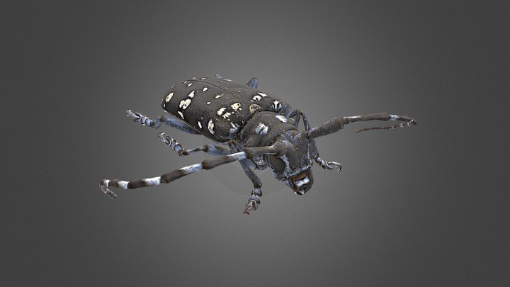 Anoplophora chinensis – Free 3D Model STL