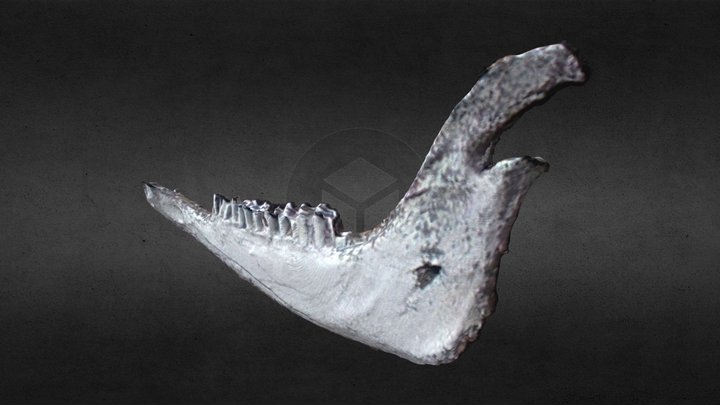 Guanaco-mandibula-izquierda 3D Model