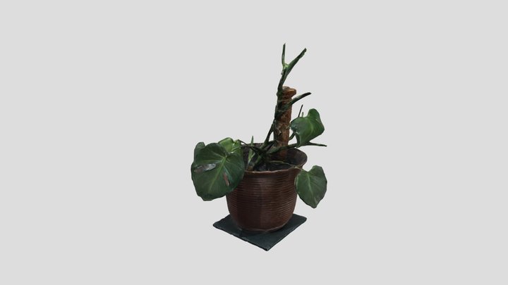 Pot Monstera Plant 3D Model