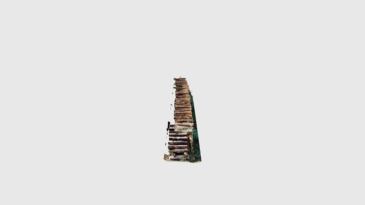 Pinus sylvestris 3D Model