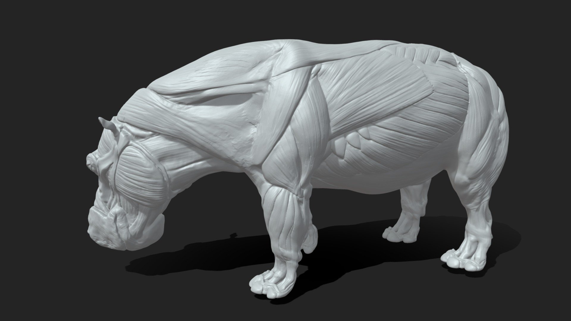 Hippo Anatomy - Buy Royalty Free 3D model by SA Anatomy (@saanatomy ...