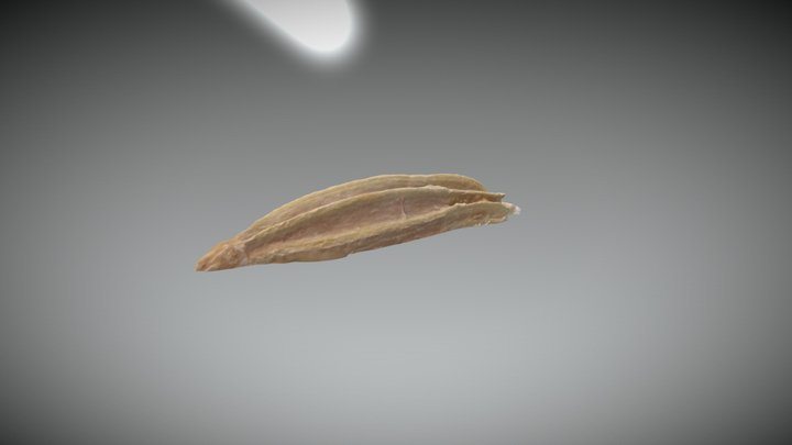 Fennel seed 3D Model