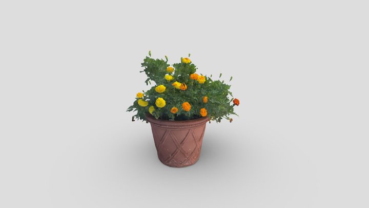 Marigold Plant 3D Model