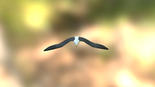 Seagull 3D Model