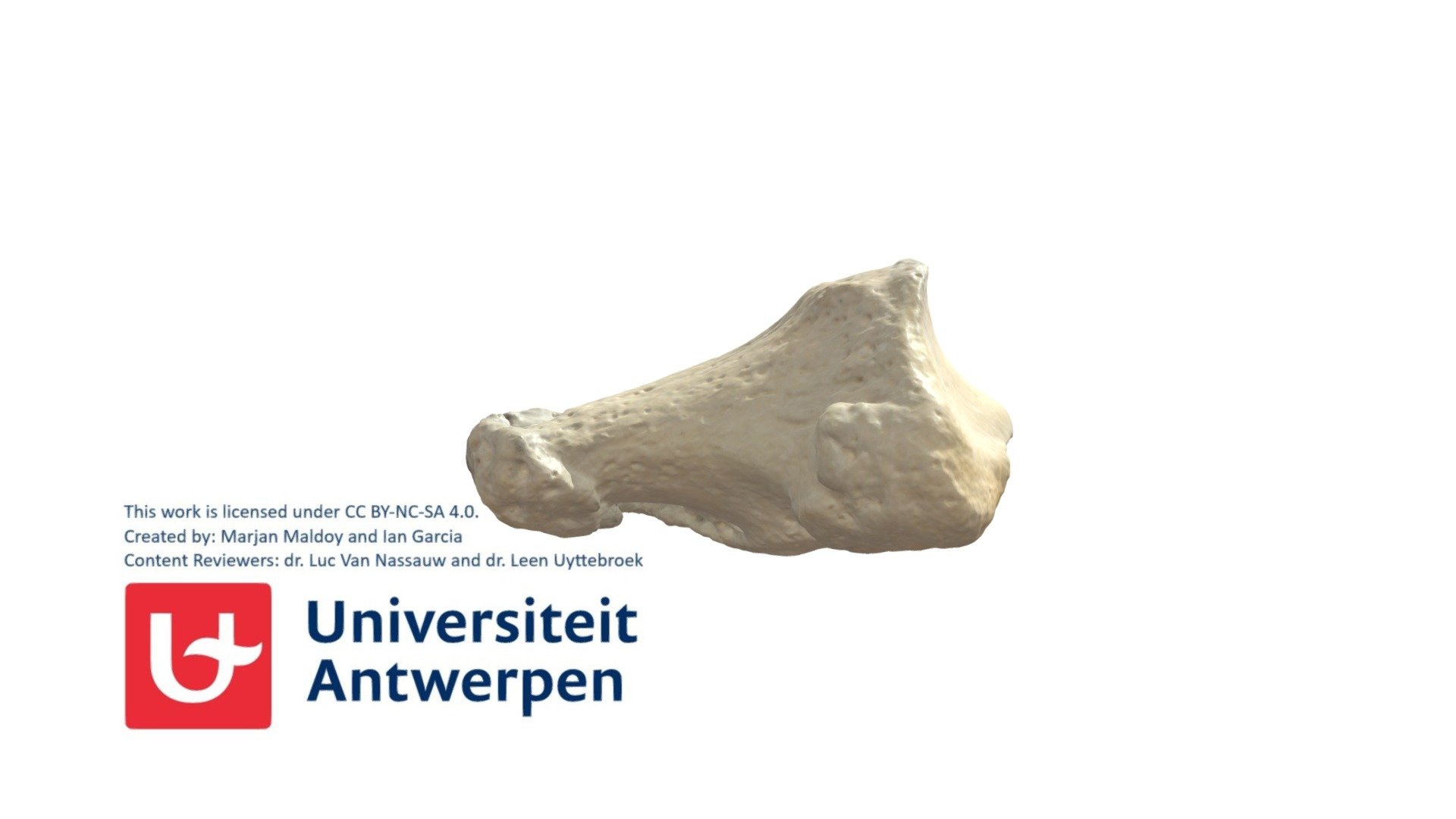 Rechter Phalanx Distalis I met annotaties - 3D model by Universiteit ...