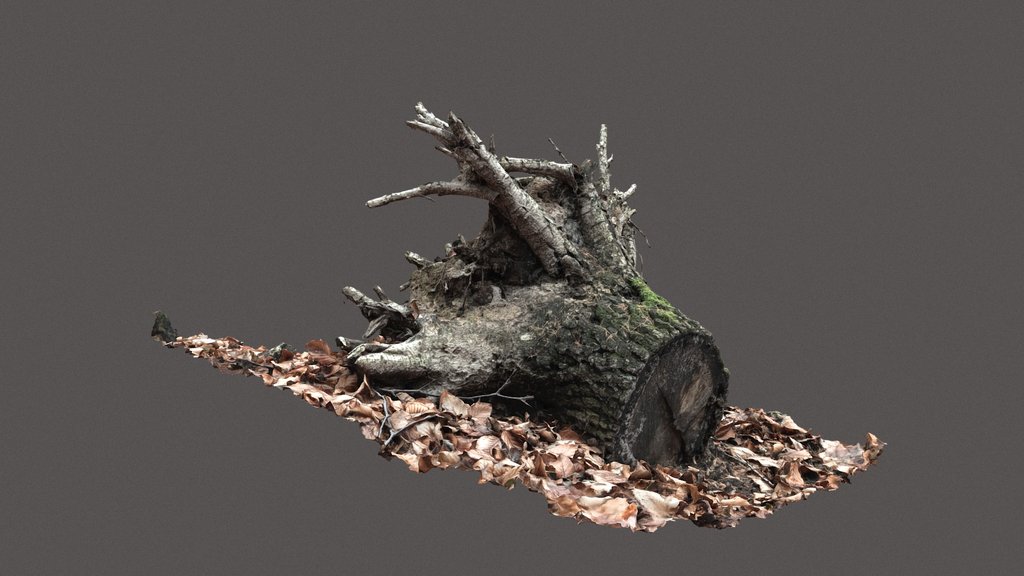 Forest environments 3D art rocks uprooted trees A 3D model