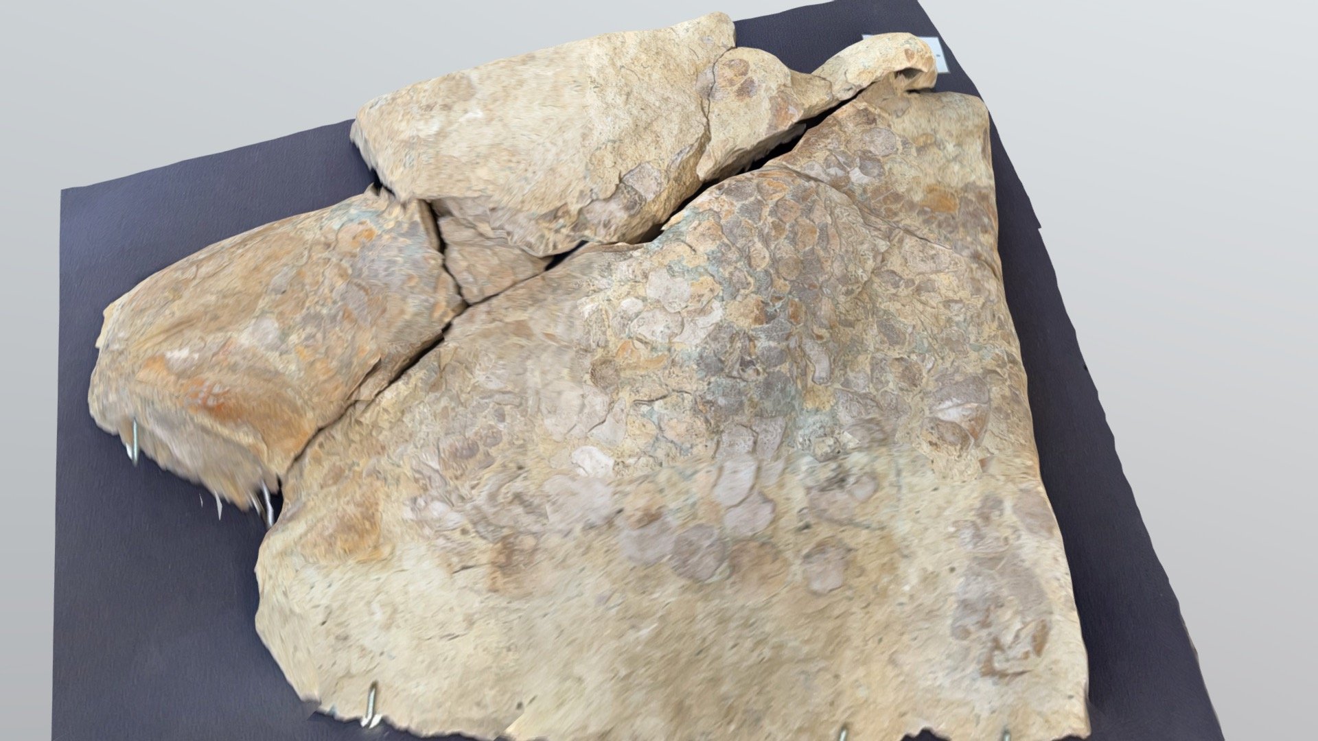 Holoptychius