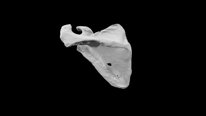 Human scapula 3D Model