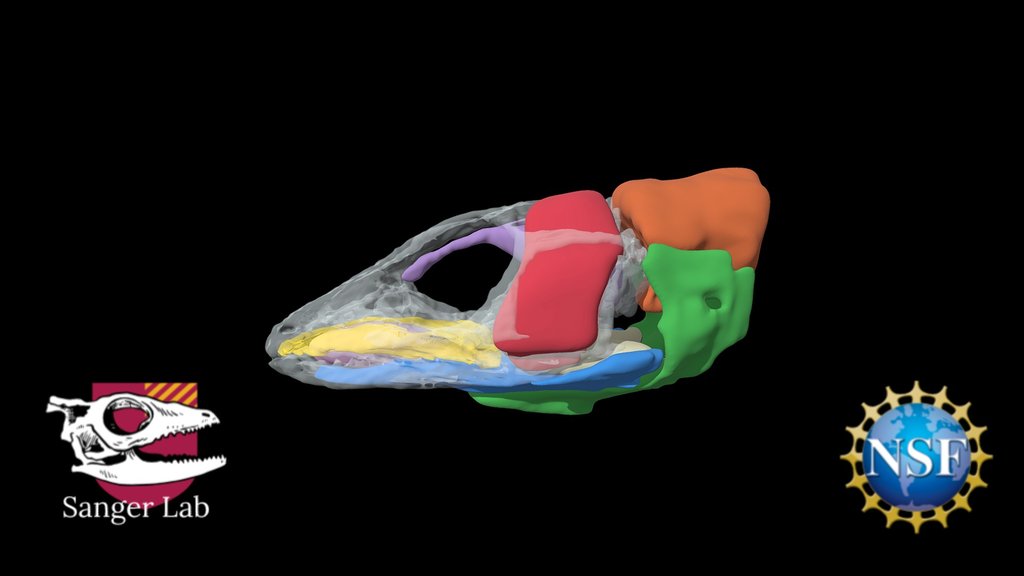 Skull anatomy - A 3D model collection by housukuan - Sketchfab
