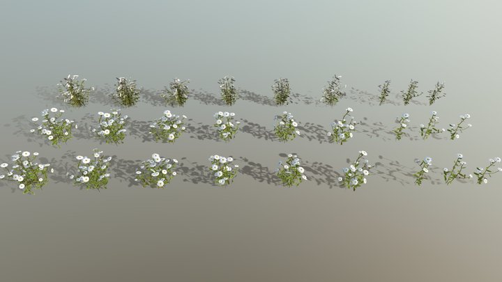 Realistic Game Ready Daisy Models Pack 3D Model