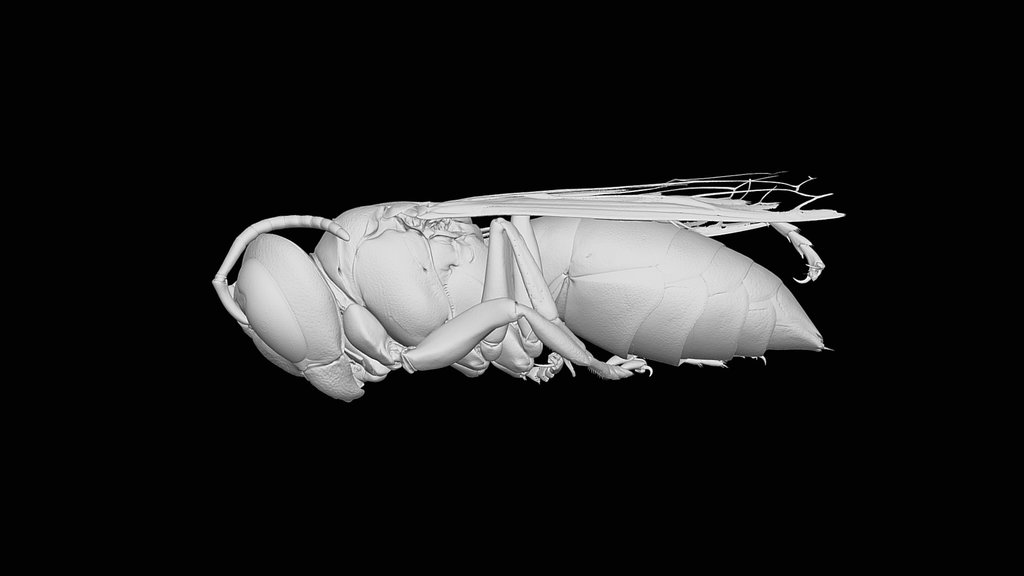 top 10 bees and wasps - A 3D model collection by Mieke Roth (@miekeroth ...