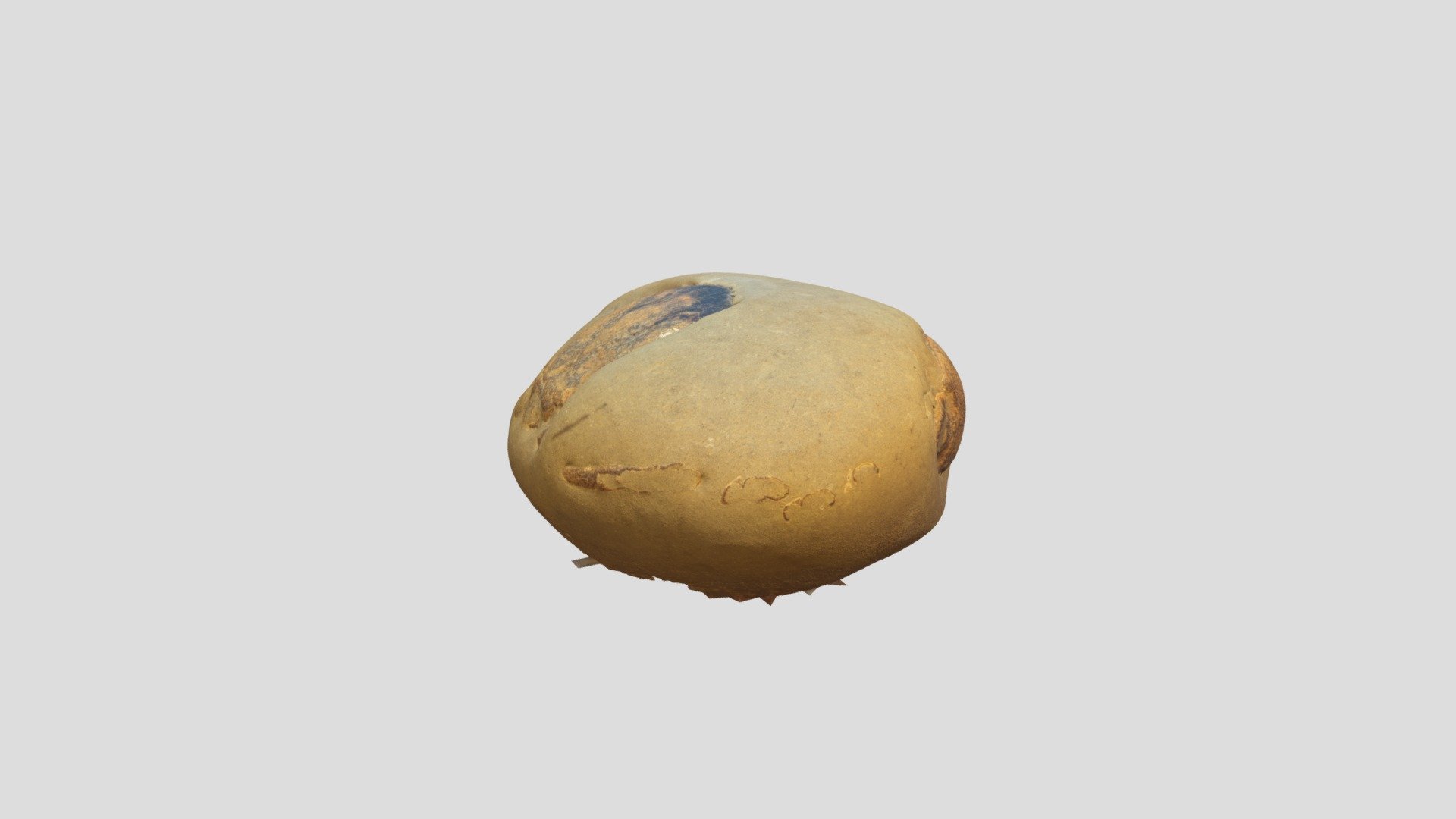 Fossil Tumidocarcinus giganteus crab