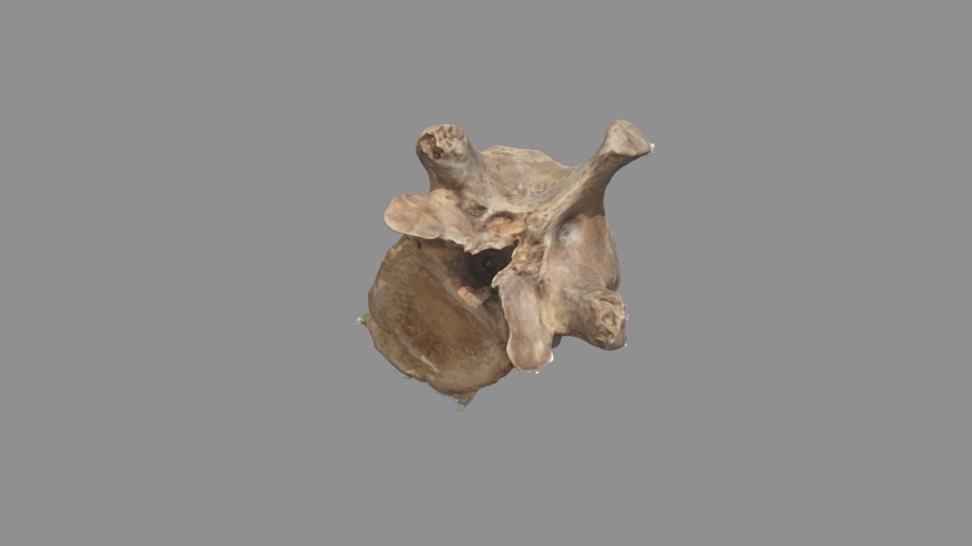 Vértebra - 3D model by rdtoapanta2 [074bf53] - Sketchfab