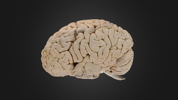 Full Brain w/o arachnoid 3D Model