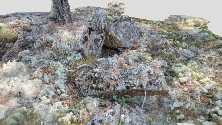 Stones In the Woods