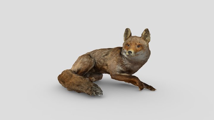 Fox Taxidermy 3D Model