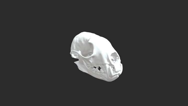 Alaskan Pine Marten Skull 3D Model
