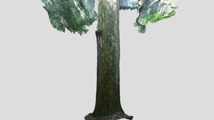 CC0 スギ 🌲 Japanese Cedar, Cryptomeria japonica