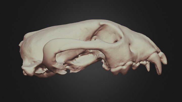 Gulo 3D models - Sketchfab