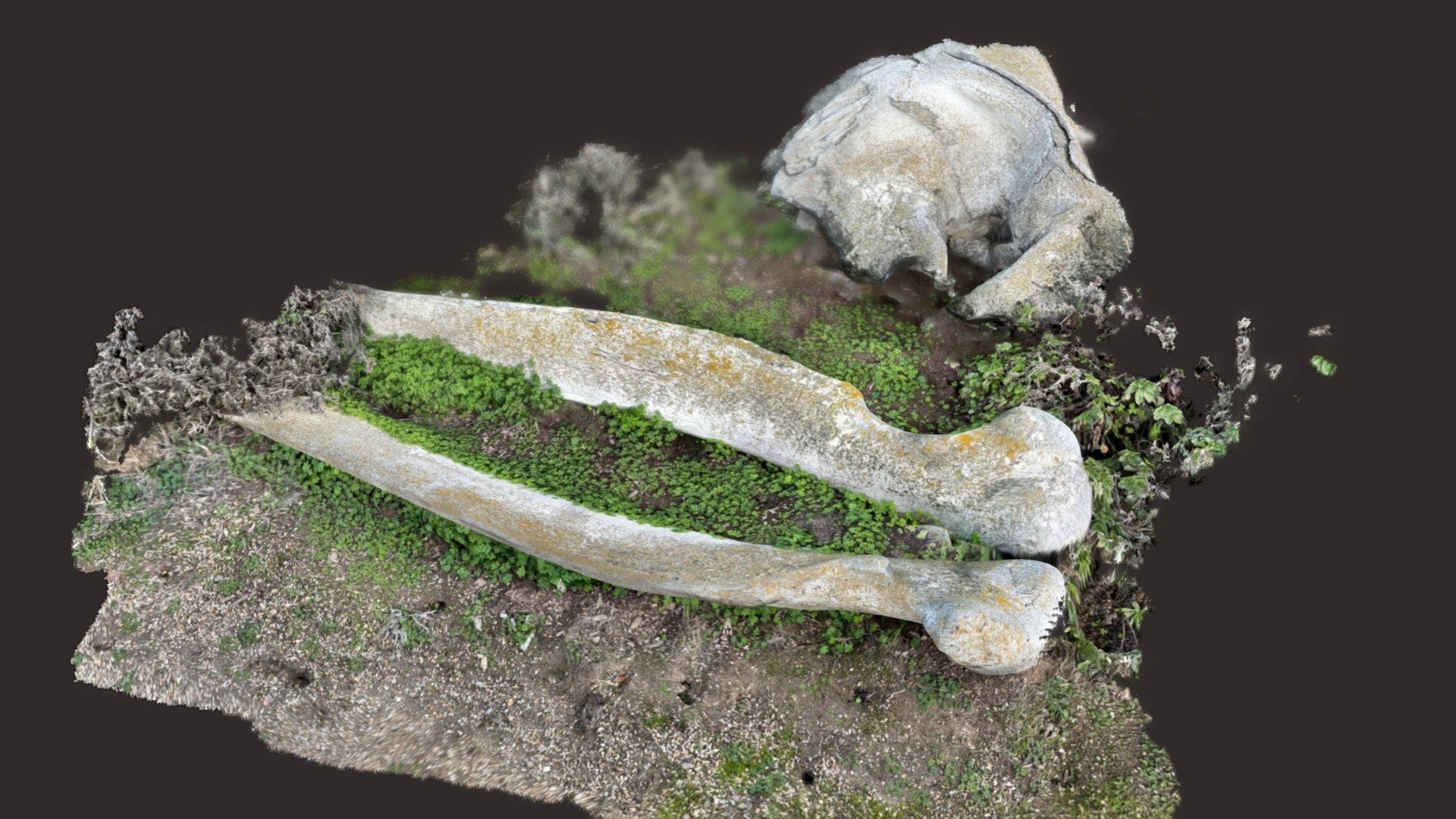 Scan of Whale bones with lichen and ground cover