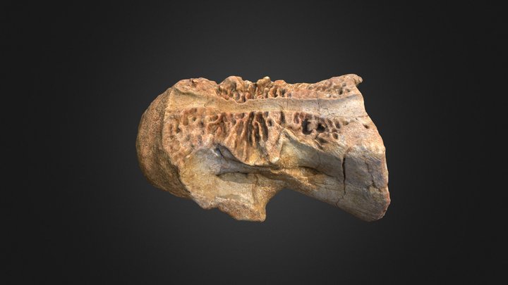 Spinosaurus Cervical Vertebra 3D Model