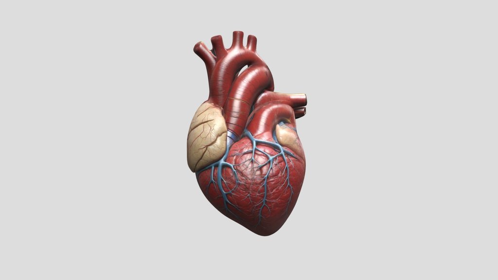 Stylized Human Heart 3d Model Anatomy