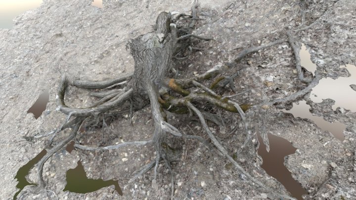 tree root ball from along the Mississippi River 3D Model
