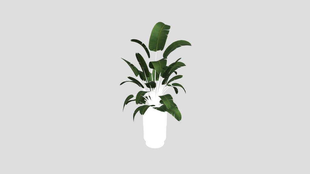 Sj Strelitzia Lux Pot 04