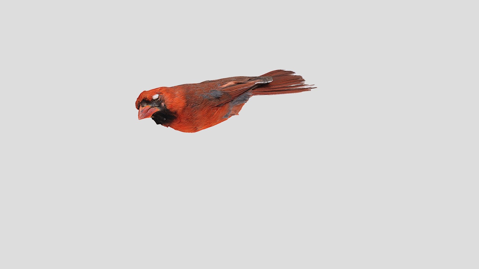 Nothern Cardinal Male