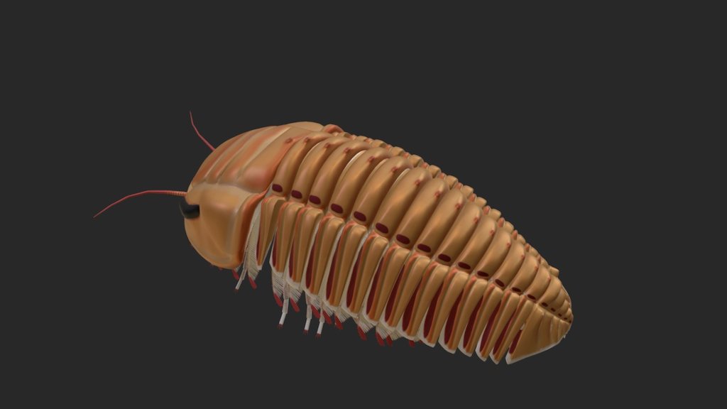 Trilobite Triarthrus - 3D model by evolution.biologique [077560e ...