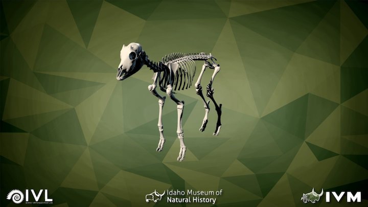 IMNH R-1299 Juv Mountain Goat – Modello 3D gratuito STL