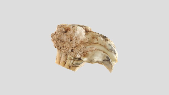 Muestra colección PALEONTOLOGICA – Modello 3D gratuito STL