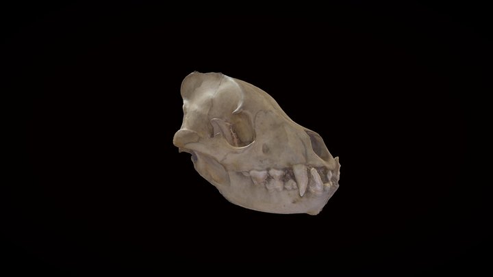 Hyena Skull 3D Model