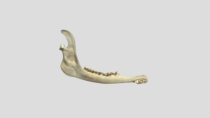 Elk Mandible 3D Model