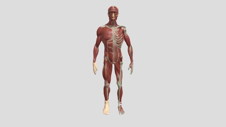 Sistem Saraf Manusia; Amalia Hasanah 22320021 3D Model