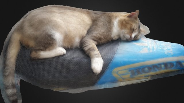 Lazy Cat On Bike Low Mesh 3D Model