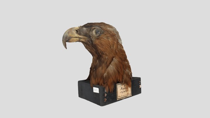 Aquila chrysaetos head 3D Model