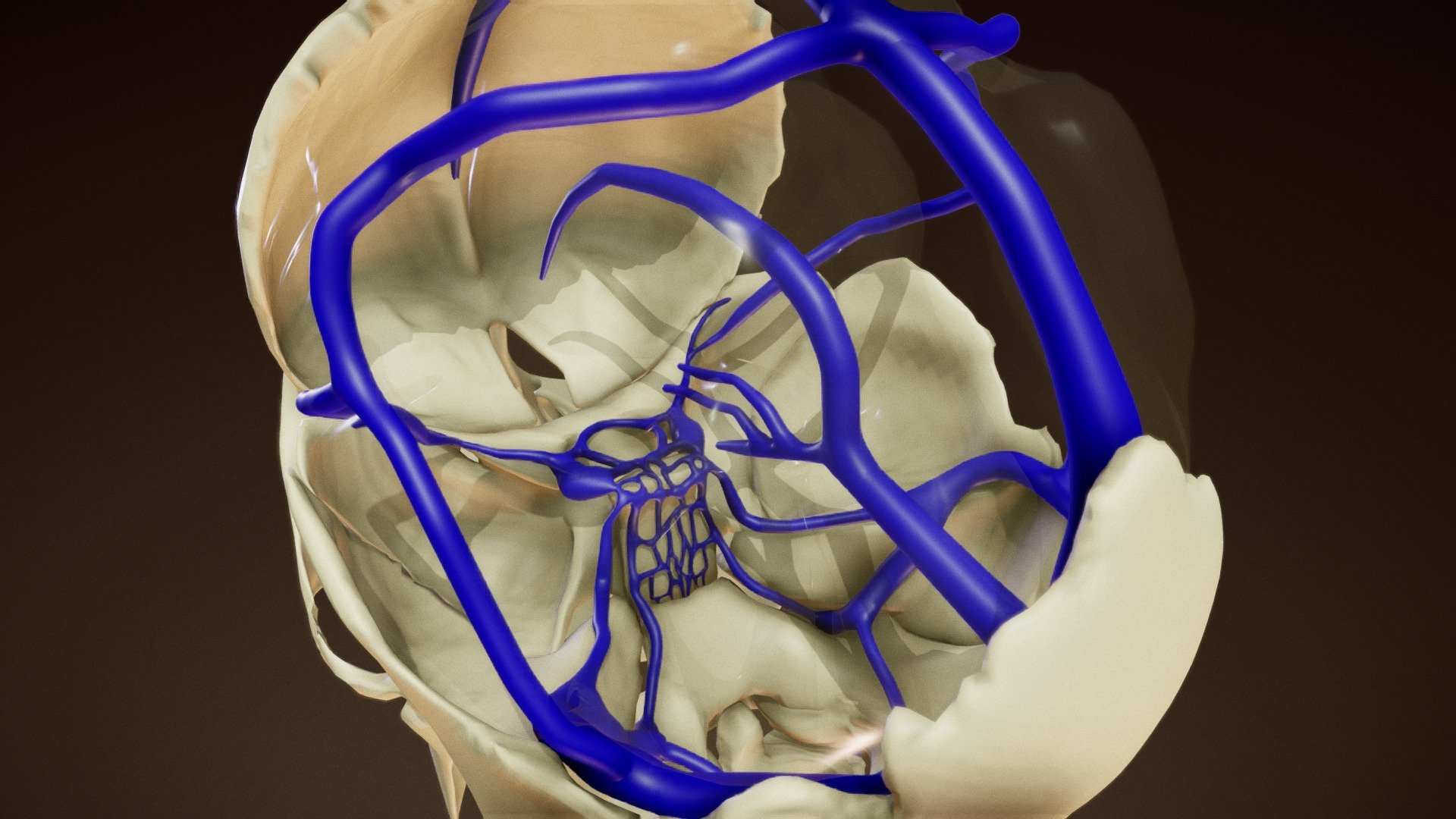 Dural Venous Sinuses - Buy Royalty Free 3D model by Anatomy by Doctor