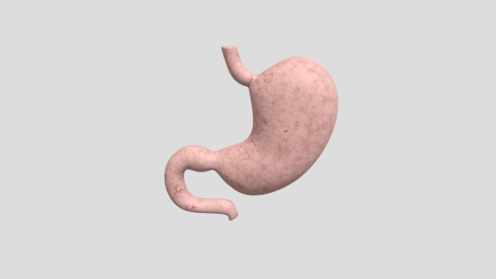 Realistic Stomach 3D Model