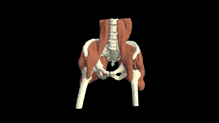 Pelvis - Muscles and Bones 3D Model