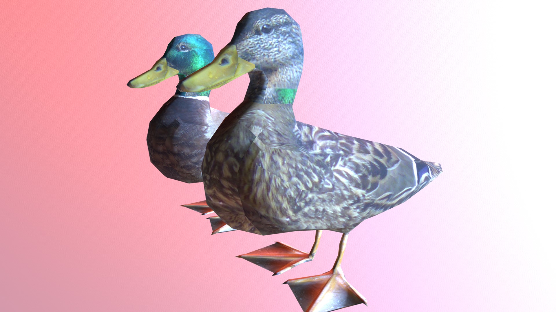 3D model Ducks - This is a 3D model of the Ducks. The 3D model is about a couple of birds.