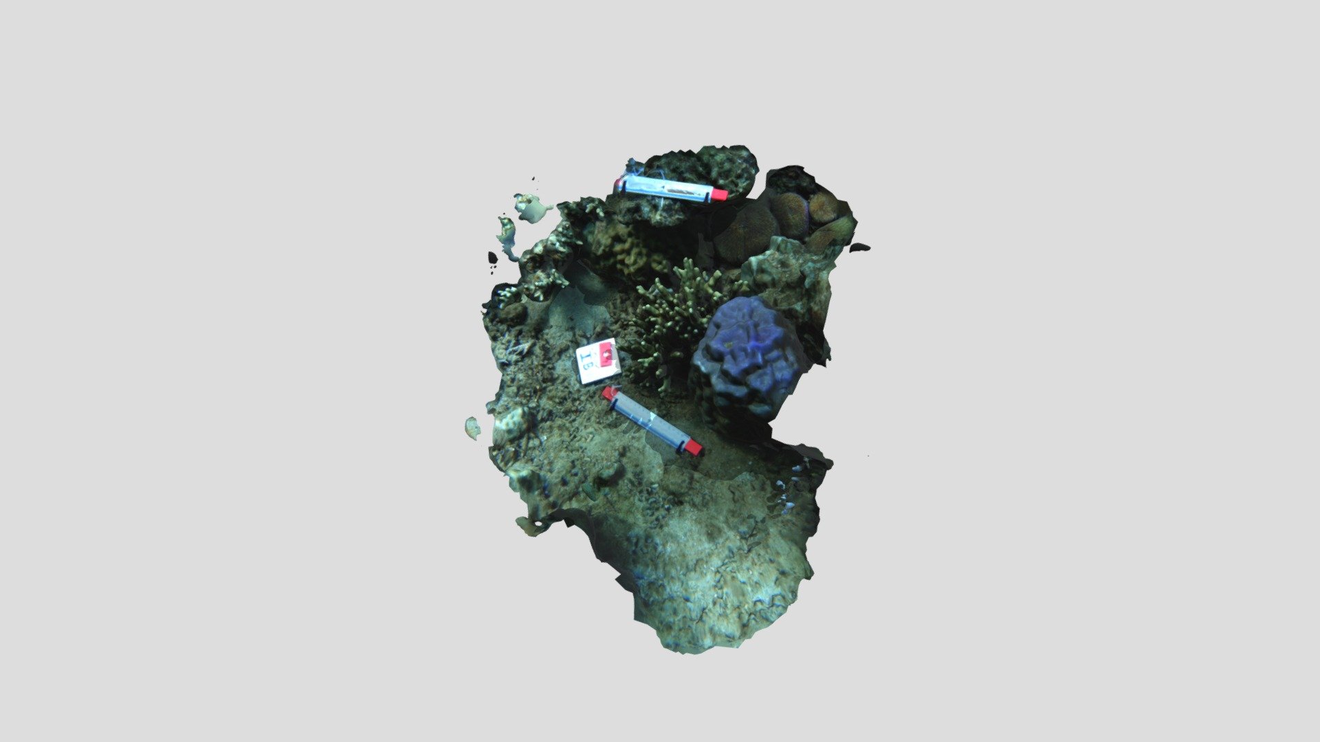 Porites cylindrica — Sketchfab embed 3D viewer