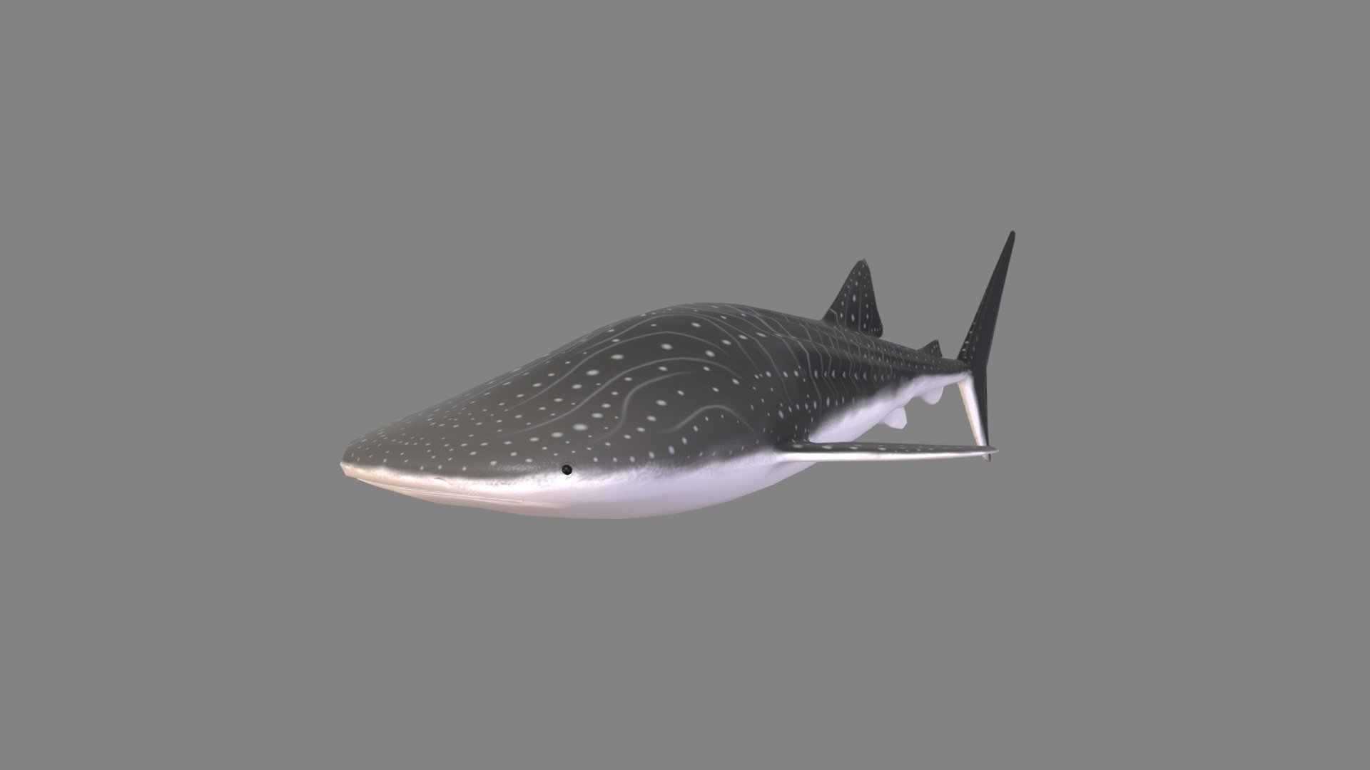 whale sharks 3d model