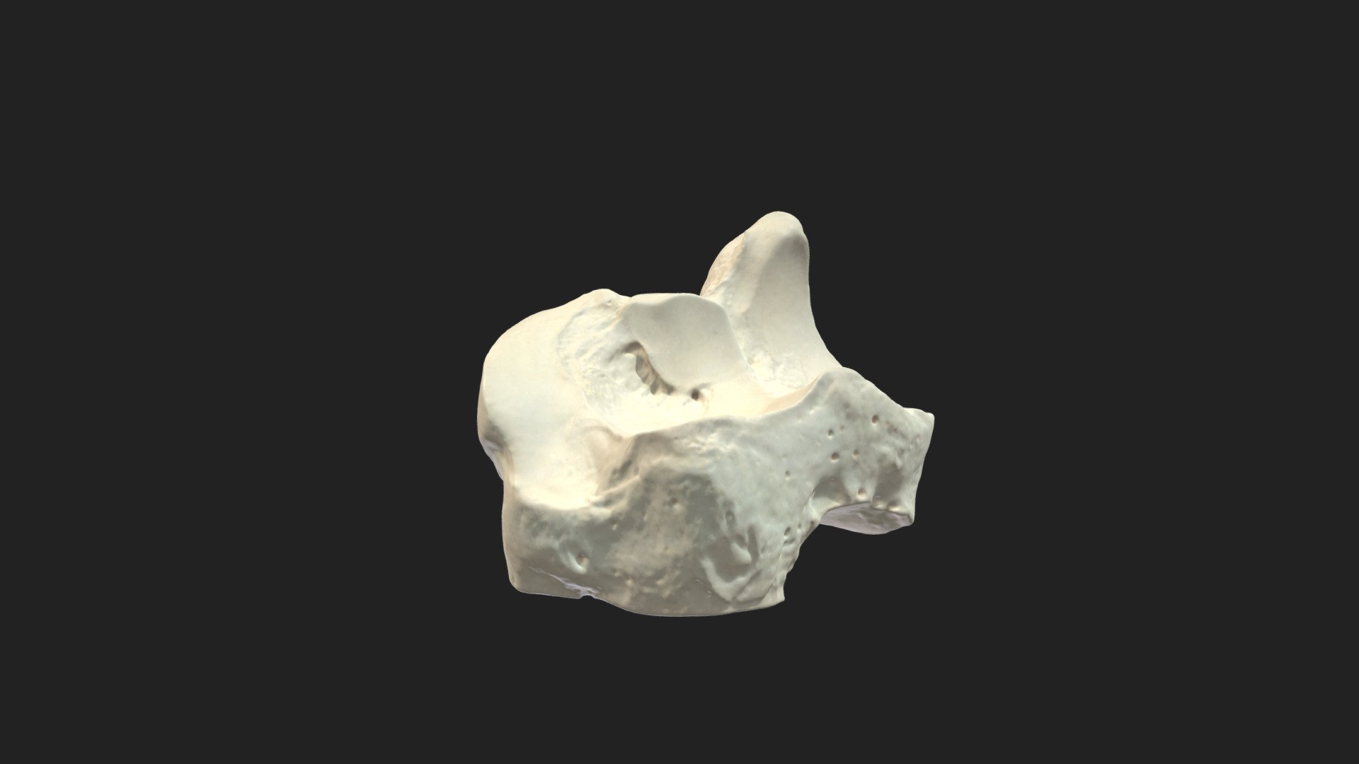 centroquartal bone (os centroquartale) cow