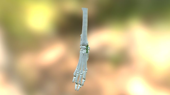 Canine Carpus Ligaments 3D Model