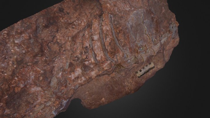 Greenland dinosaur 3D Model