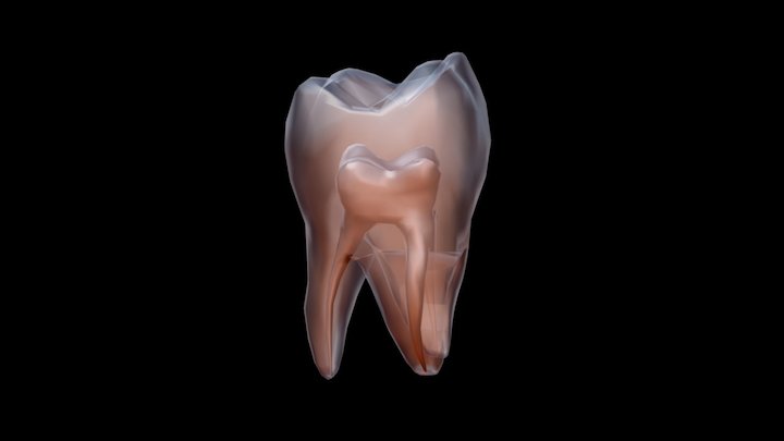 diente50 3D Model