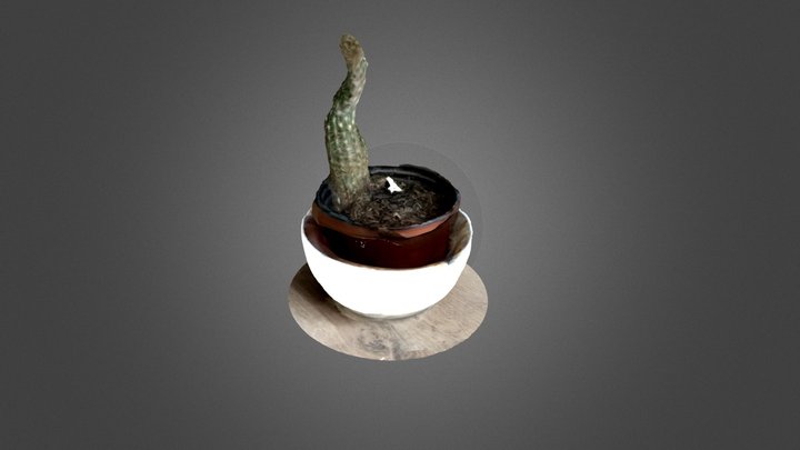 model of Cactus 3D Model