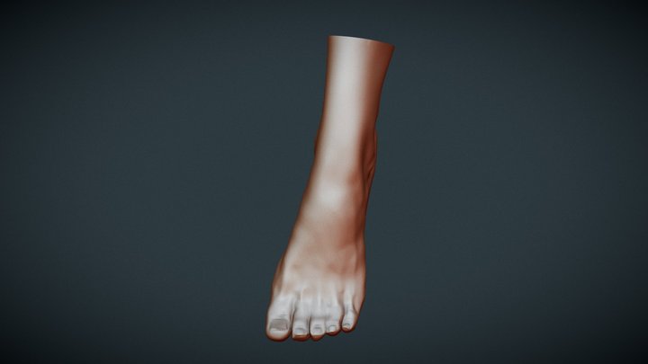 Feet Anatomy 3D Model